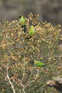 Image of Nanday Parakeet