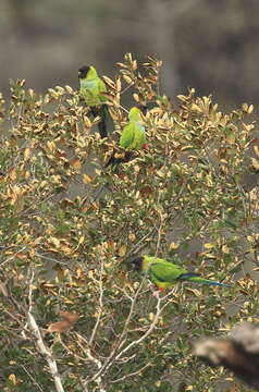 Image of Nanday Parakeet