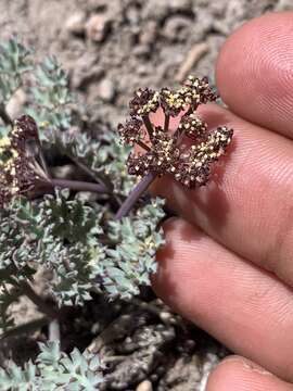 Image of Jones' springparsley