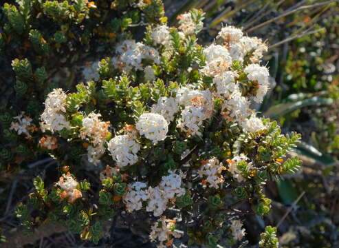 Image of Pimelea traversii Hook. fil.