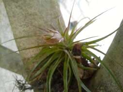 Image of Tillandsia geminiflora Brongn.