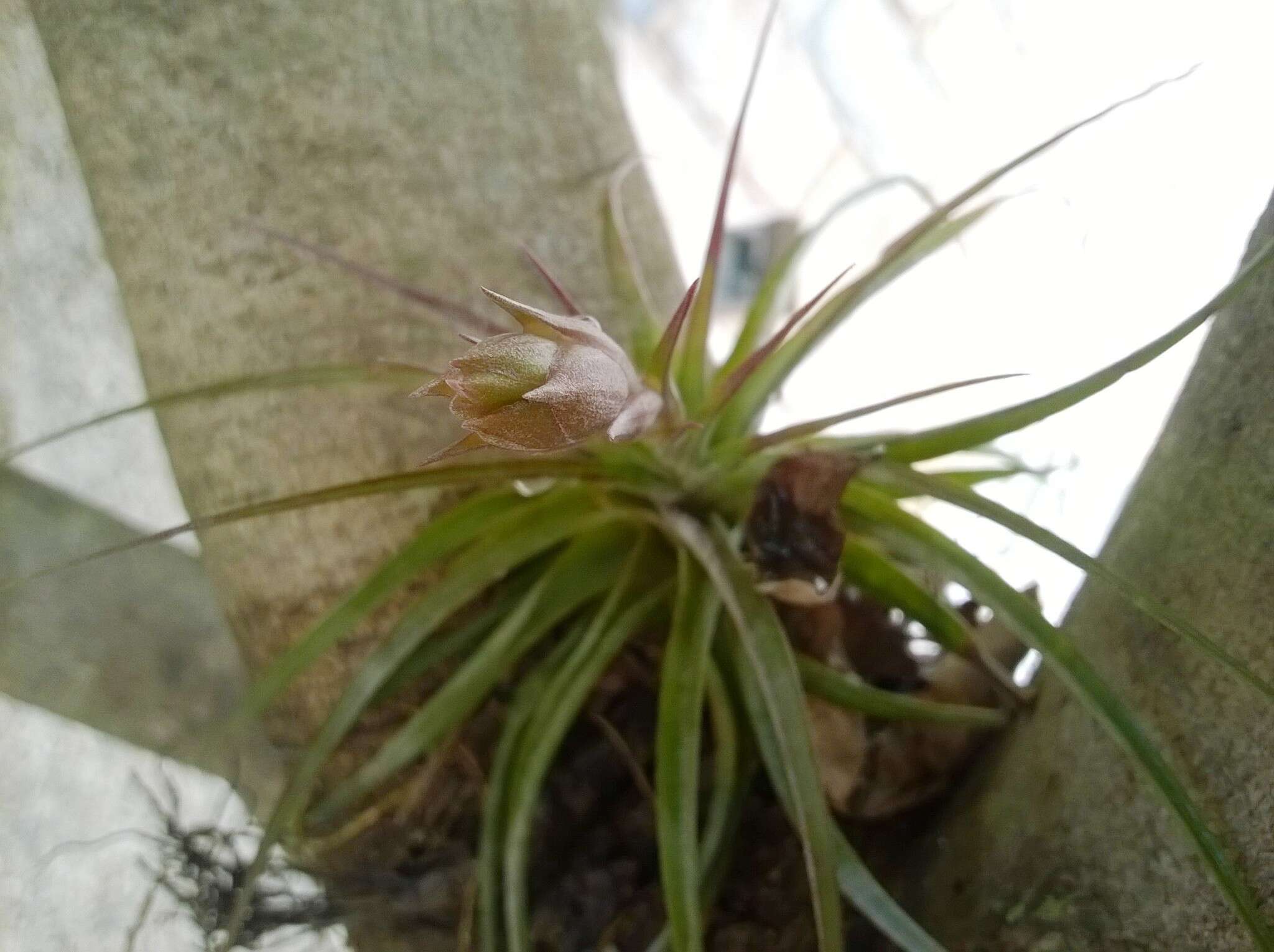 Image of Tillandsia geminiflora Brongn.