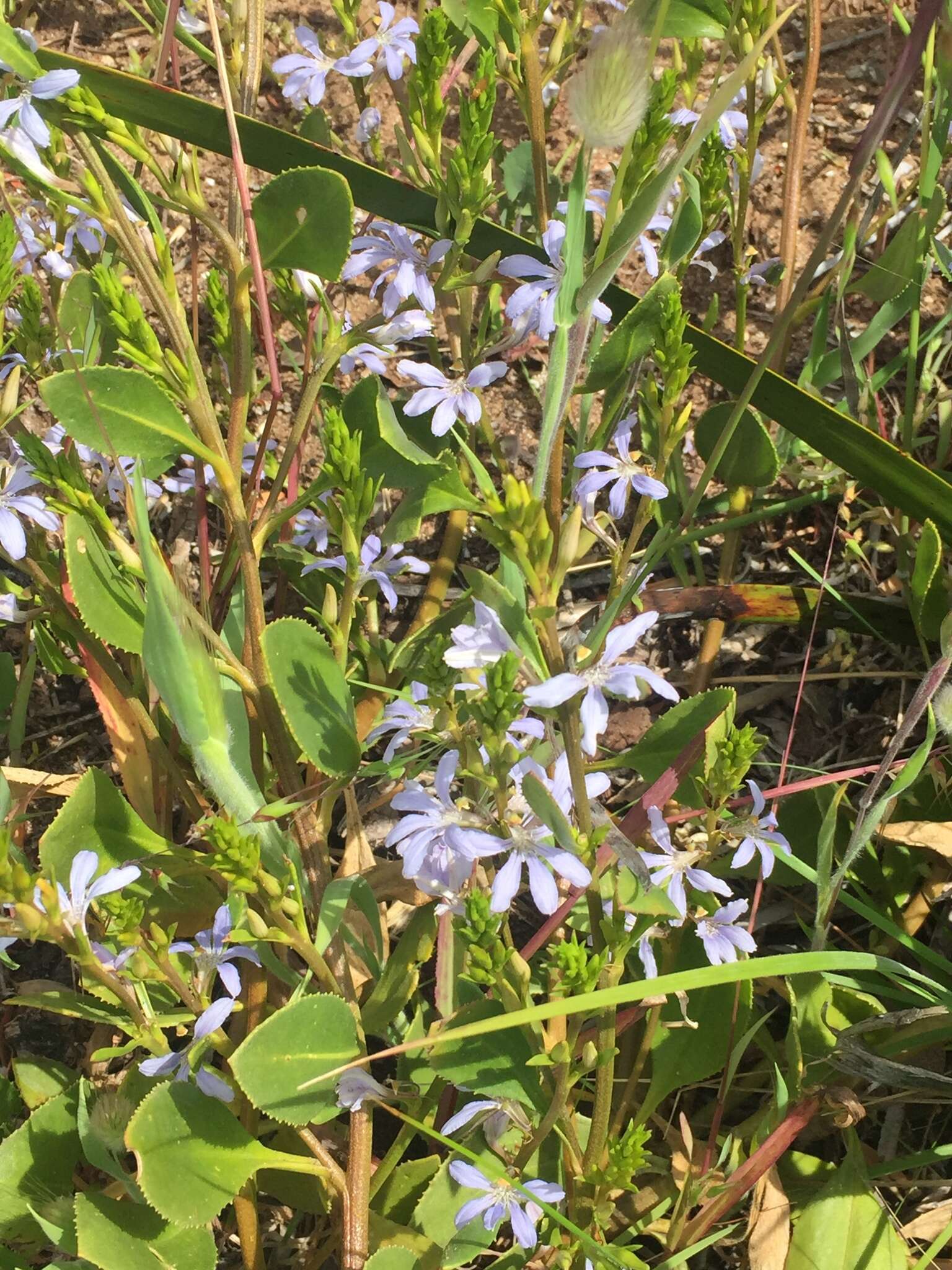 Imagem de Scaevola calendulacea (Kenn.) Druce