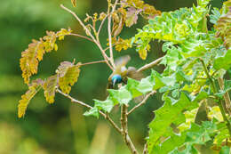 Image of Green-headed Sunbird