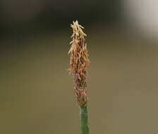 Image of Eleocharis palustris subsp. waltersii