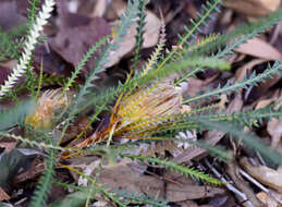 Image of Banksia dallanneyi A. R. Mast & K. R. Thiele