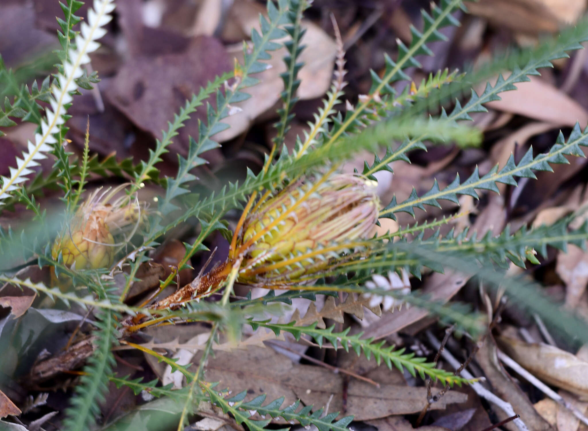 Image of Banksia dallanneyi A. R. Mast & K. R. Thiele