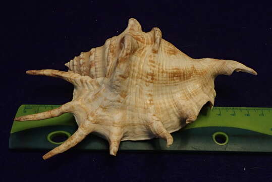 Image of spider conch