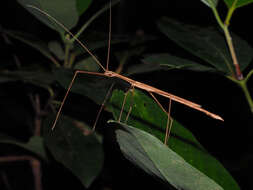 Image of Sipyloidea larryi Hasenpusch & Brock 2007