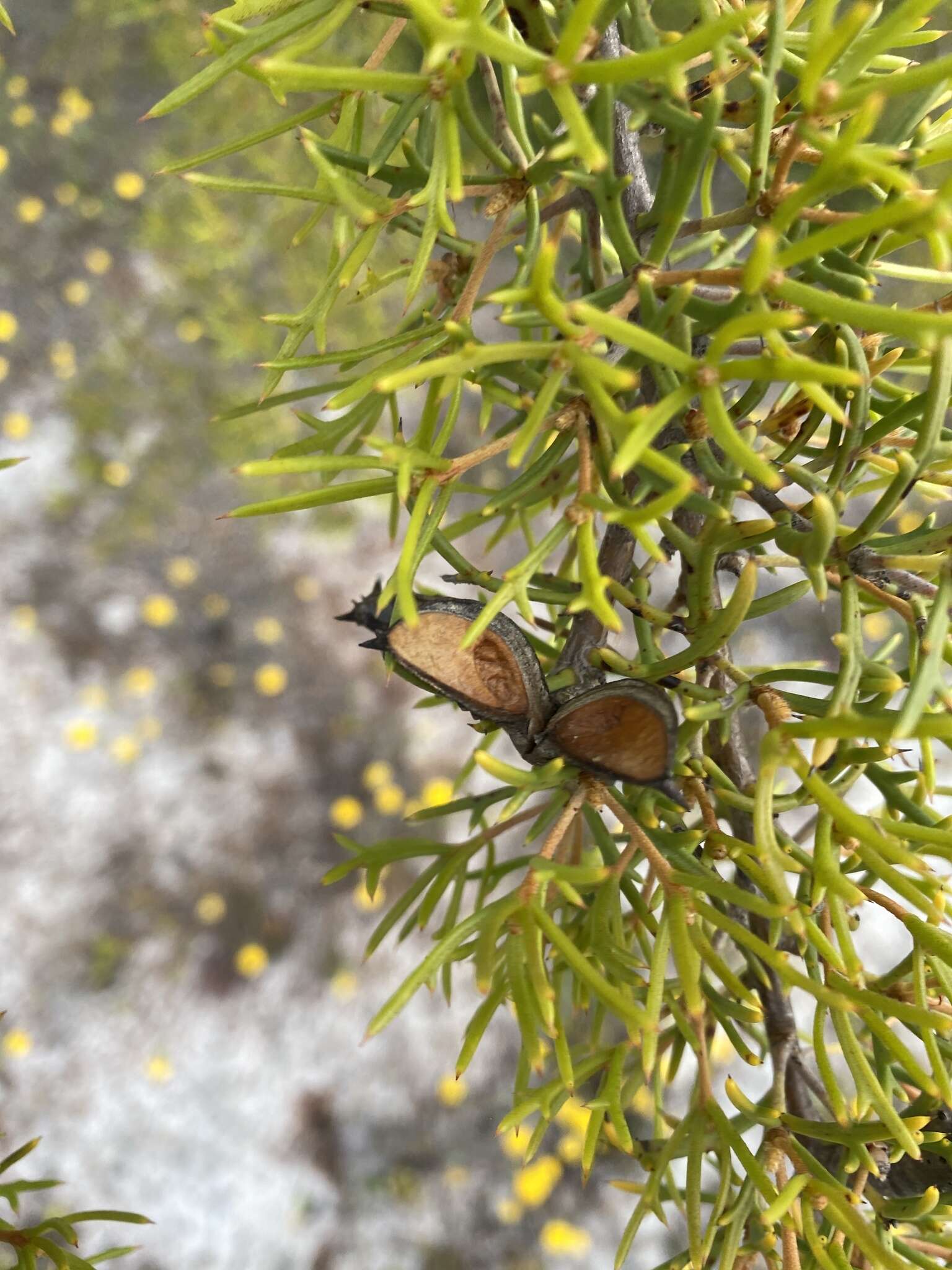 Image of Hakea varia R. Br.