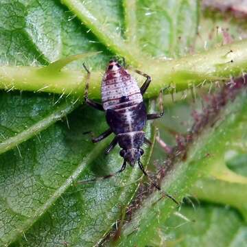 Image of Deraeocoris flavilinea (A. Costa 1862)