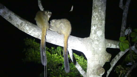 Image of Panamanian Night Monkey