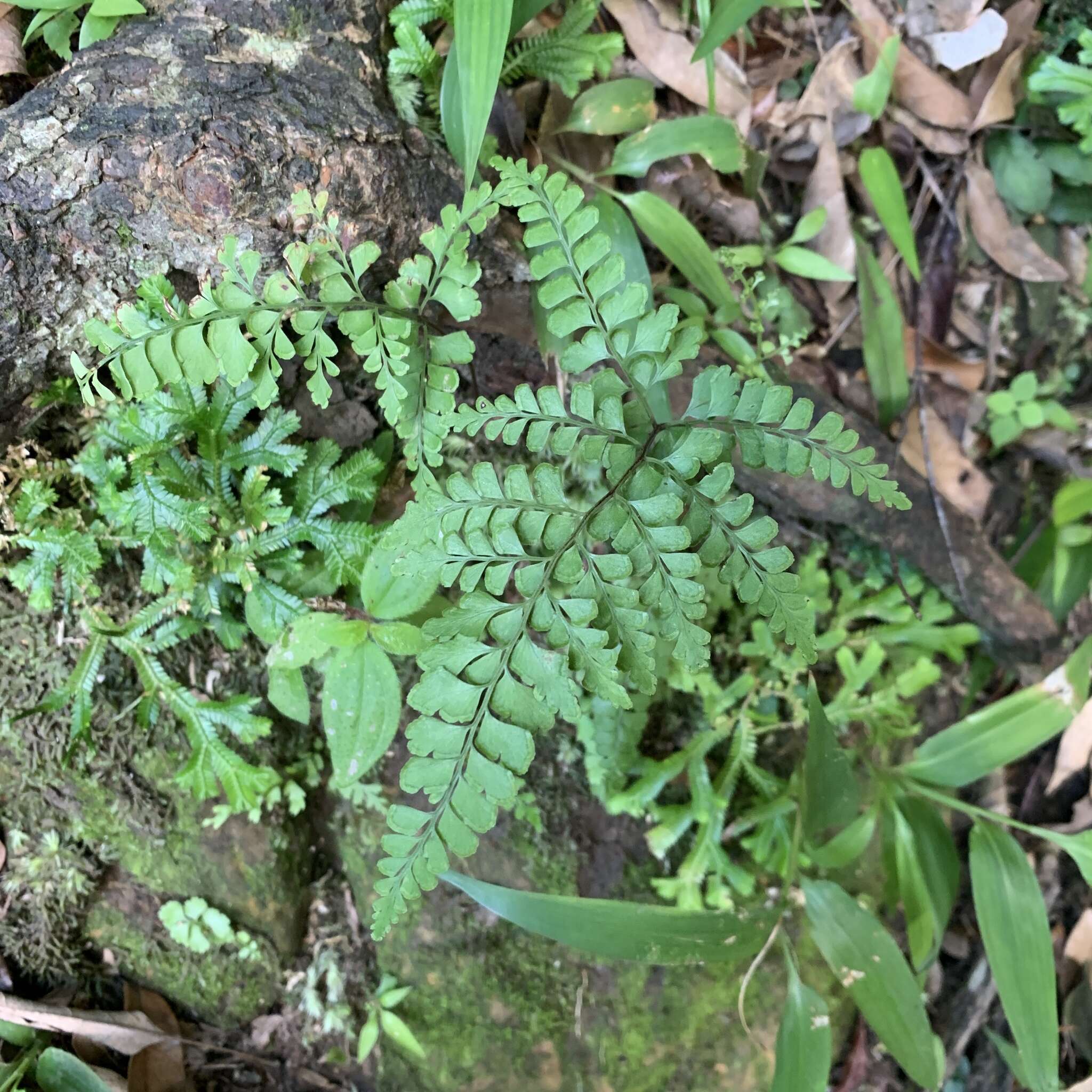 Image of Lindsaea chienii Ching