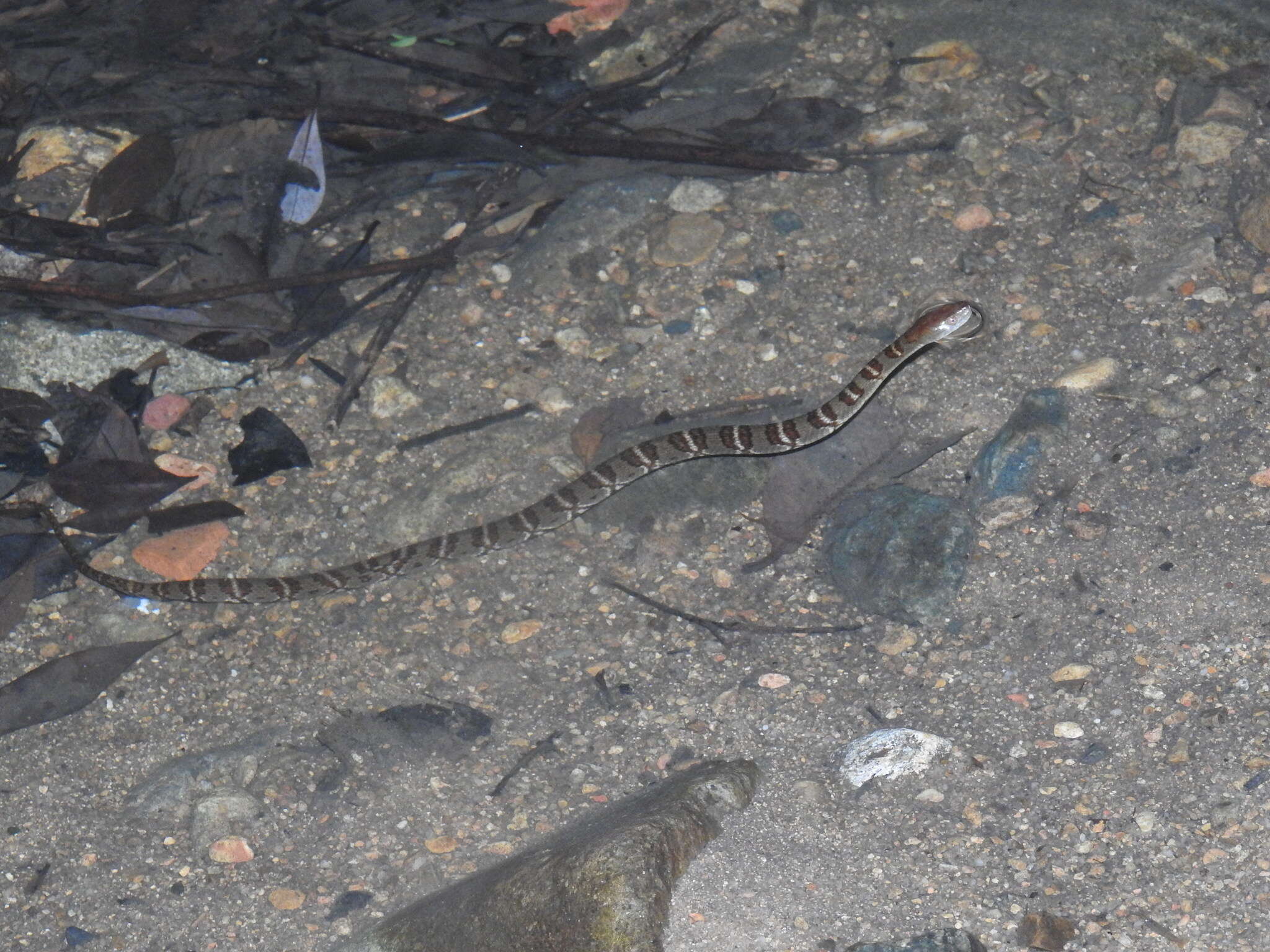 Image of <i>Trimerodytes aequifasciatus</i>