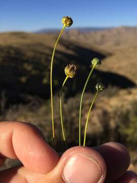 Image de Thelesperma longipes A. Gray