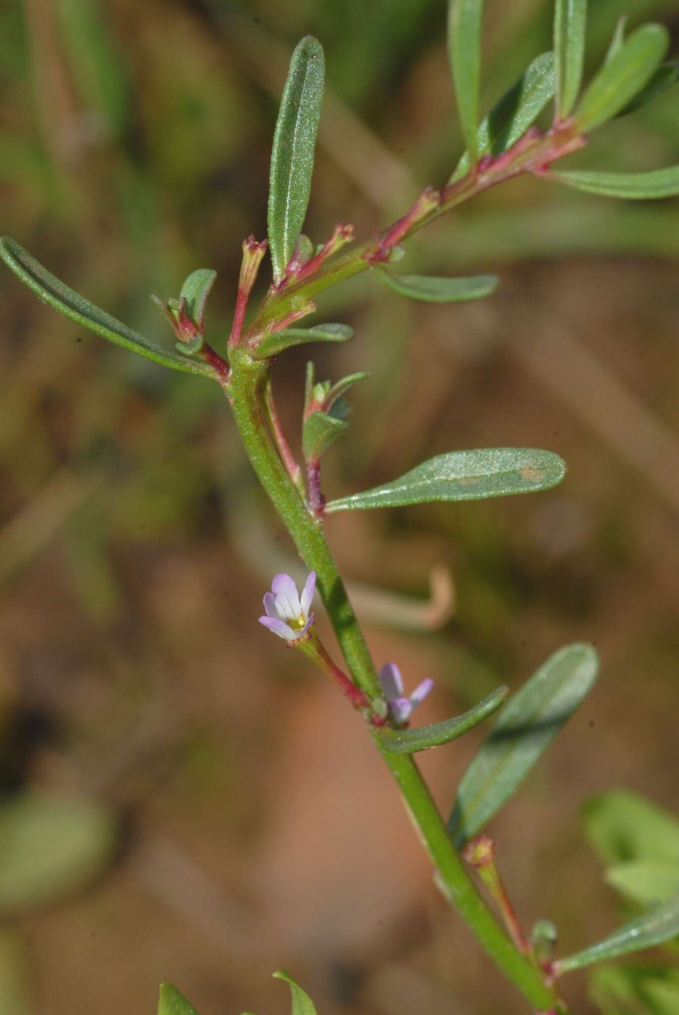 Plancia ëd Lythrum tribracteatum Sprengel