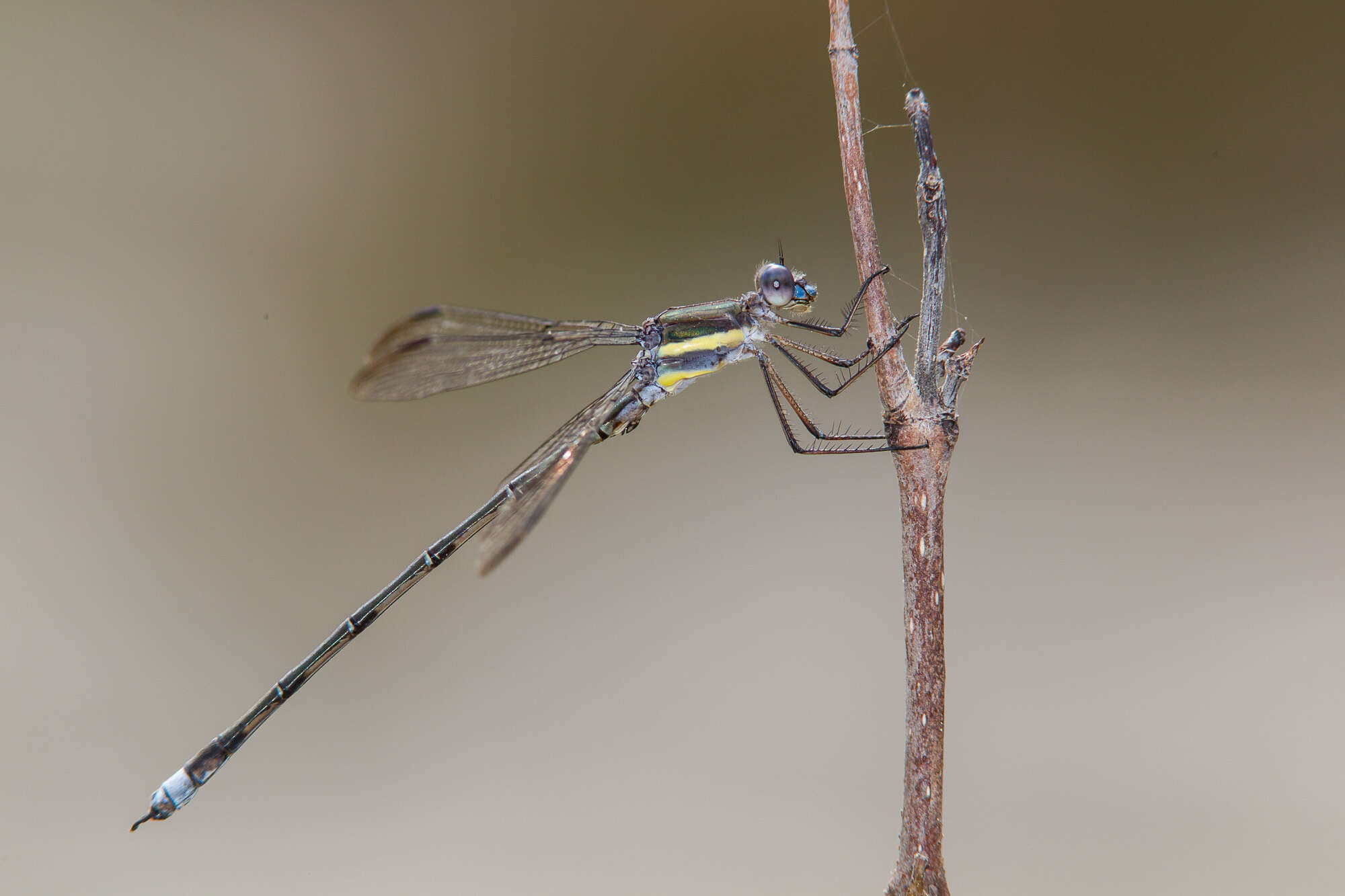 Image of Great Spreadwing