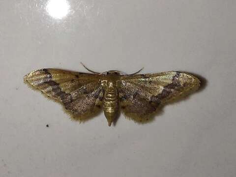 Image of Idaea violacea Hampson 1891