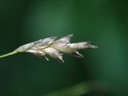 Image of elastic grass