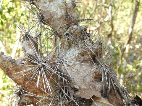 Image of Dendrocereus