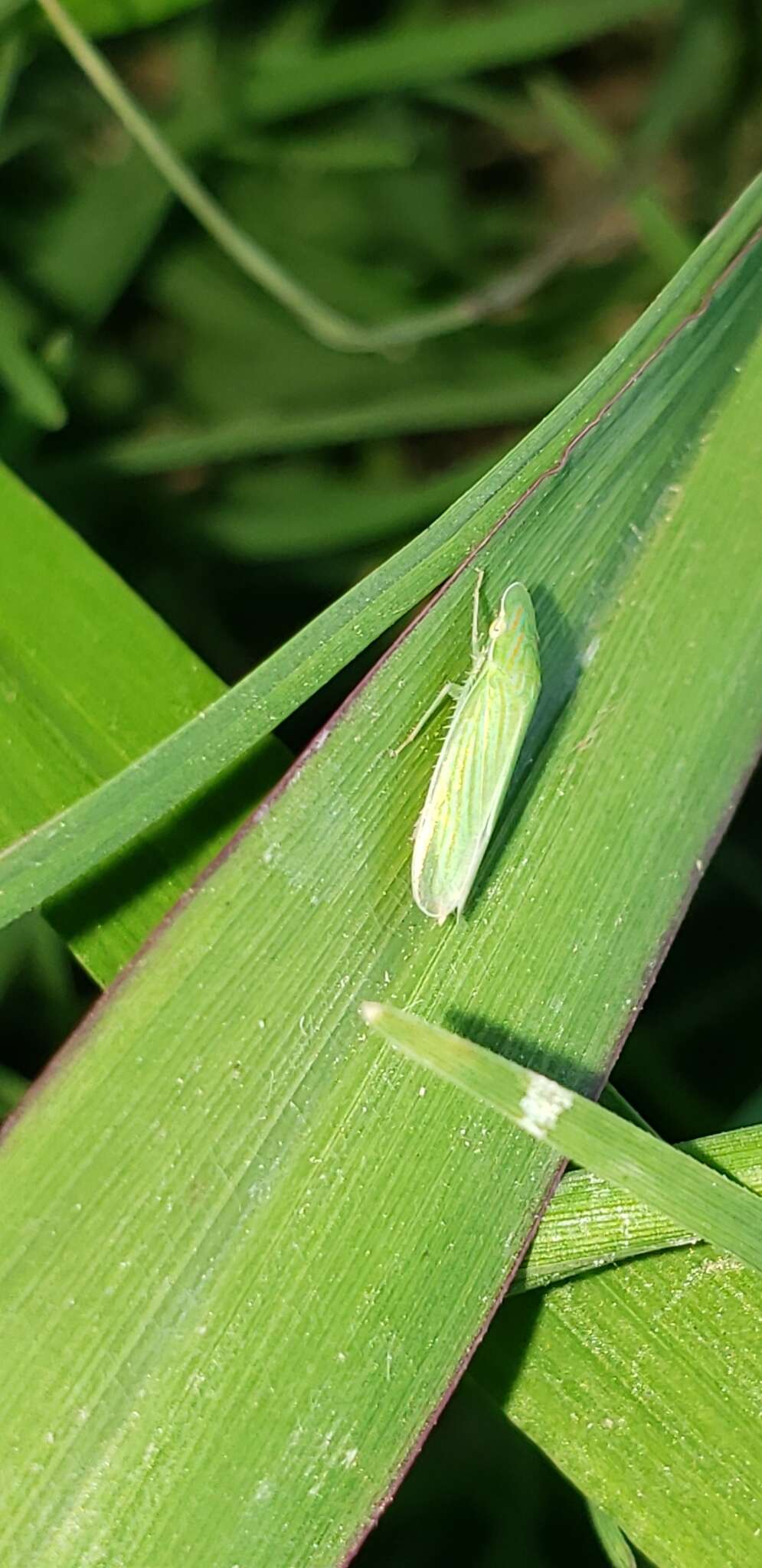 Image de Spangbergiella vulnerata Uhler 1877