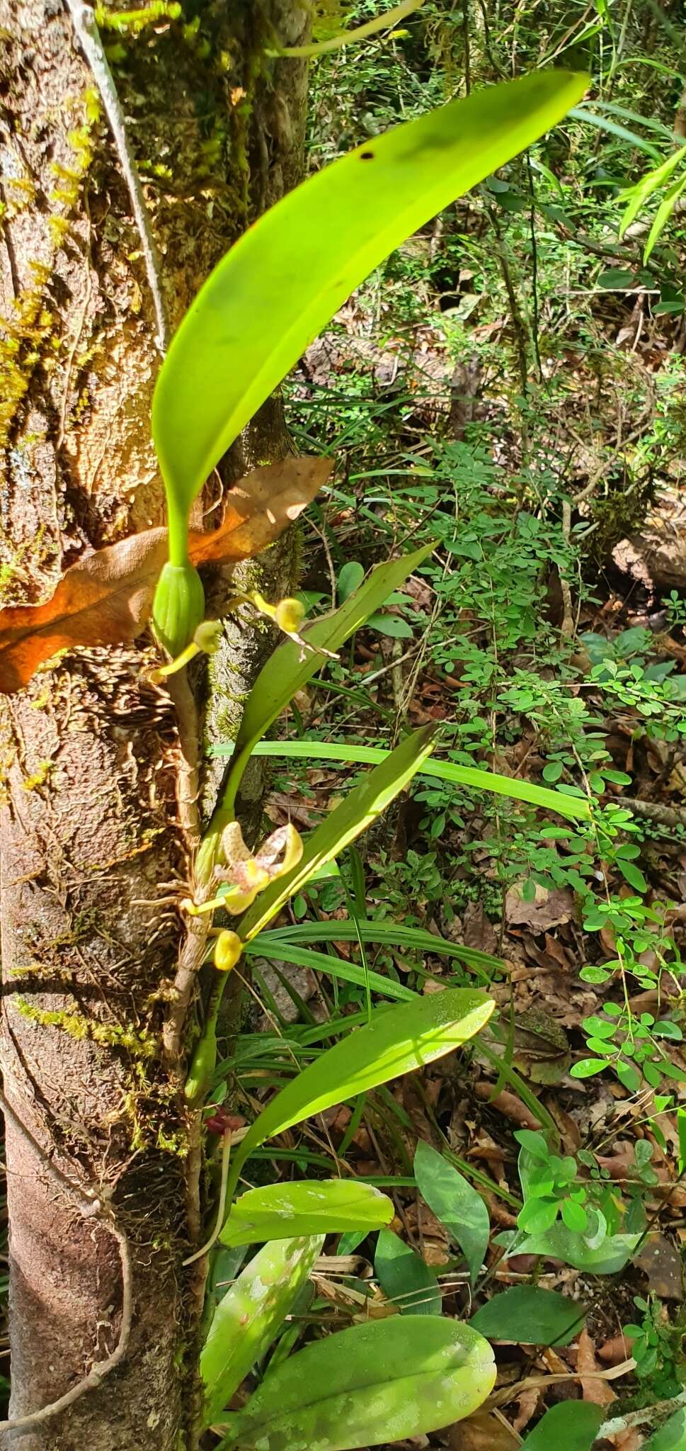 Image de Bulbophyllum baileyi F. Muell.