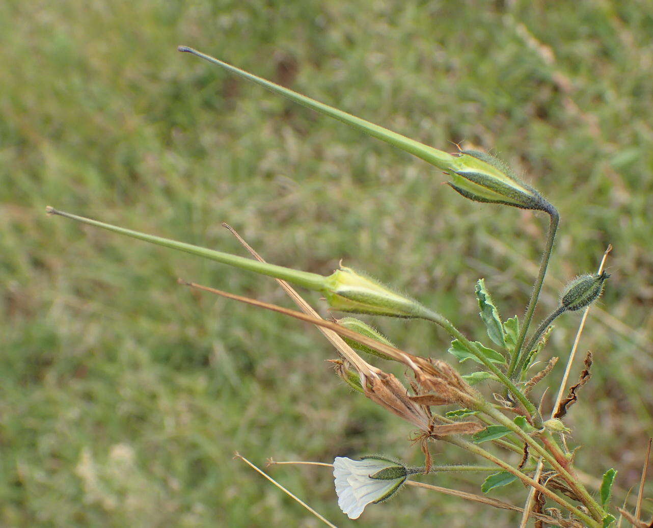 Image of Pink monsonia