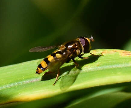 Image de Eupeodes fumipennis (Thomson 1869)