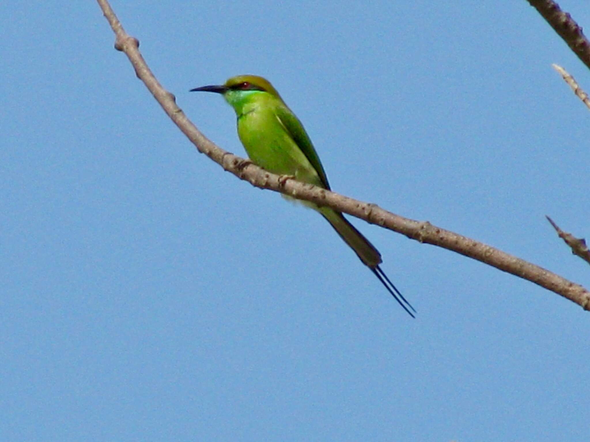 Image of Merops orientalis orientalis Latham 1801