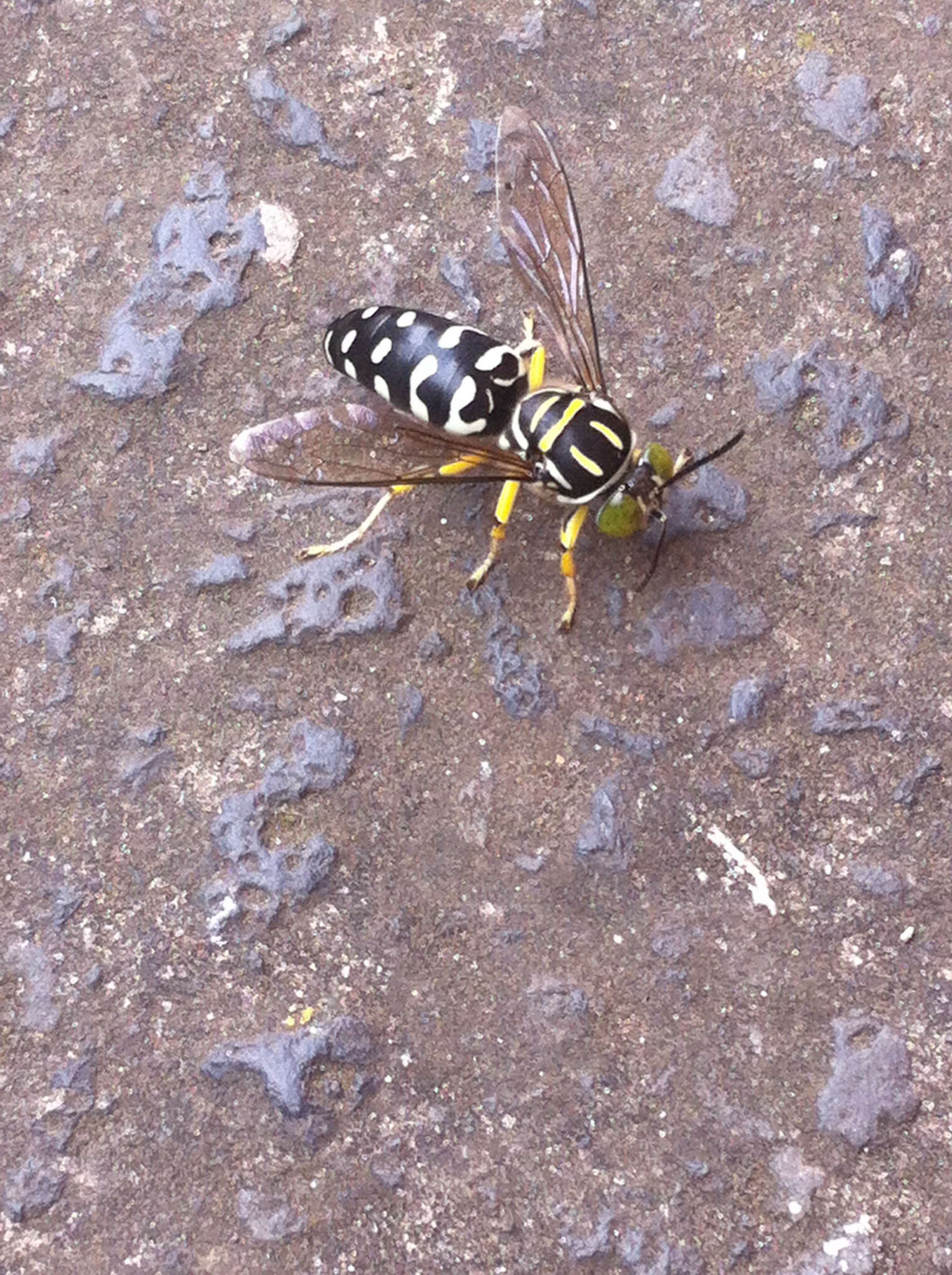 Image of Stictia maculata (Fabricius 1804)