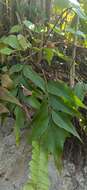 Image of Asplenium macrophyllum Sw.