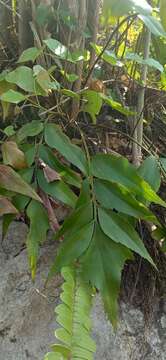 Image of Asplenium macrophyllum Sw.