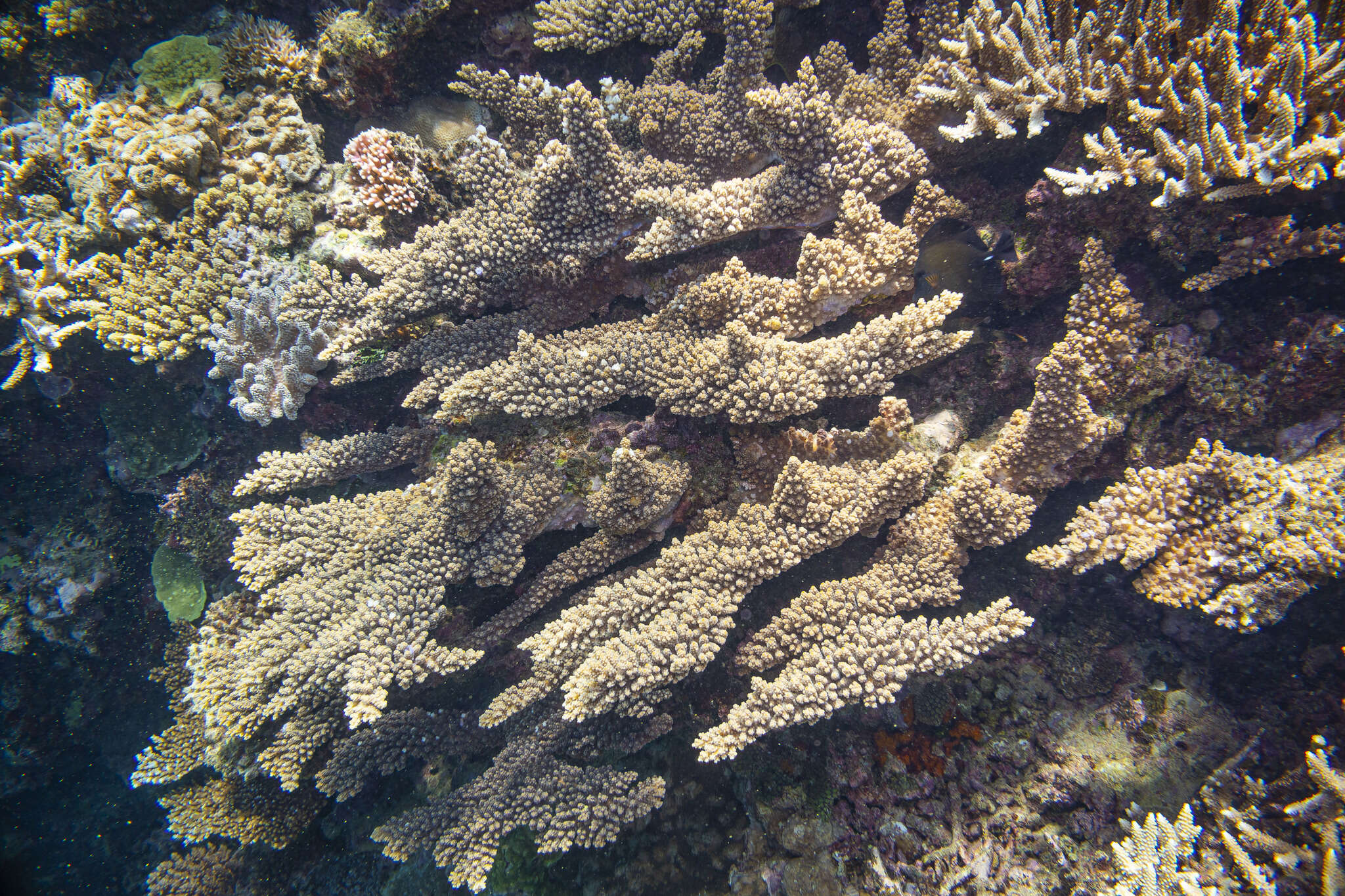 Image of Branch Coral