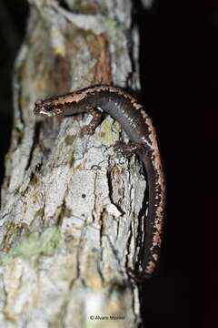 Image of Yucatan Mushroomtongue Salamander