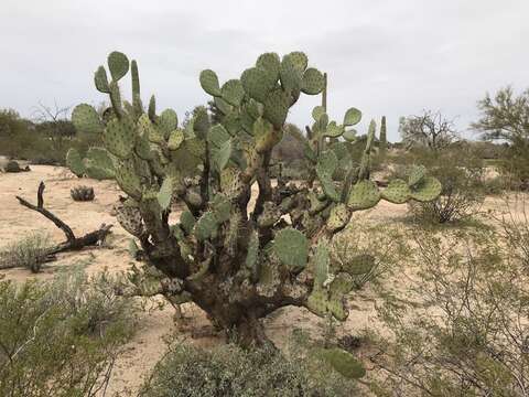 Plancia ëd Opuntia engelmannii var. engelmannii