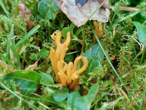 Image of Clavulinopsis corniculata (Schaeff.) Corner 1950