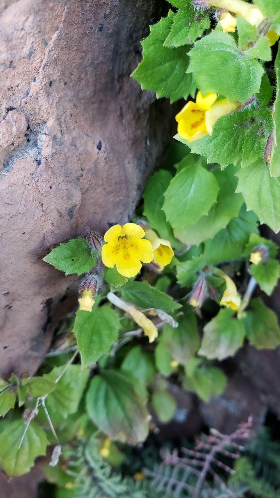 Image of Dudley's monkeyflower