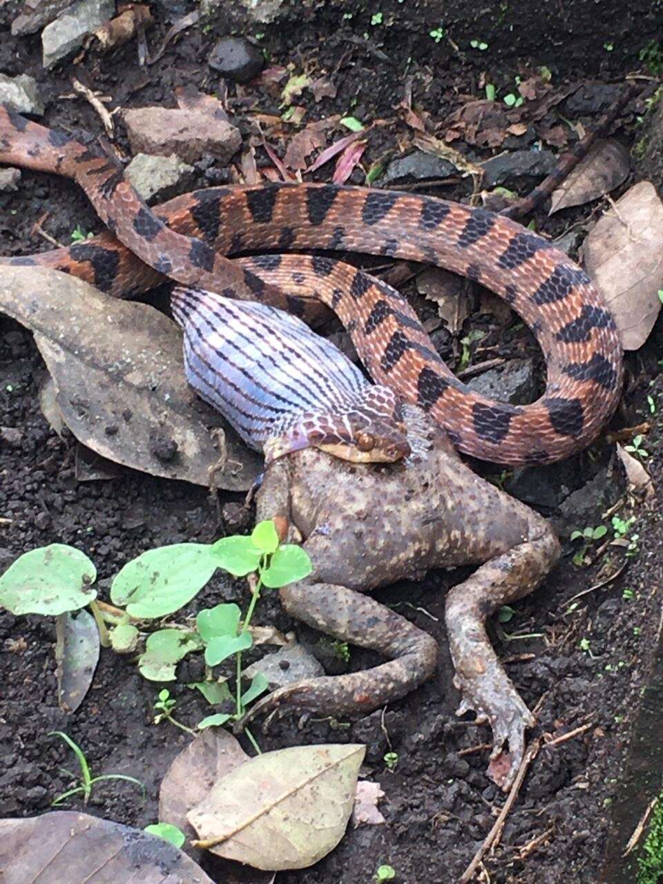 Leptodeira ornata (Bocourt 1884)的圖片