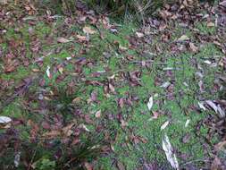 Image of Australian hydrocotyle