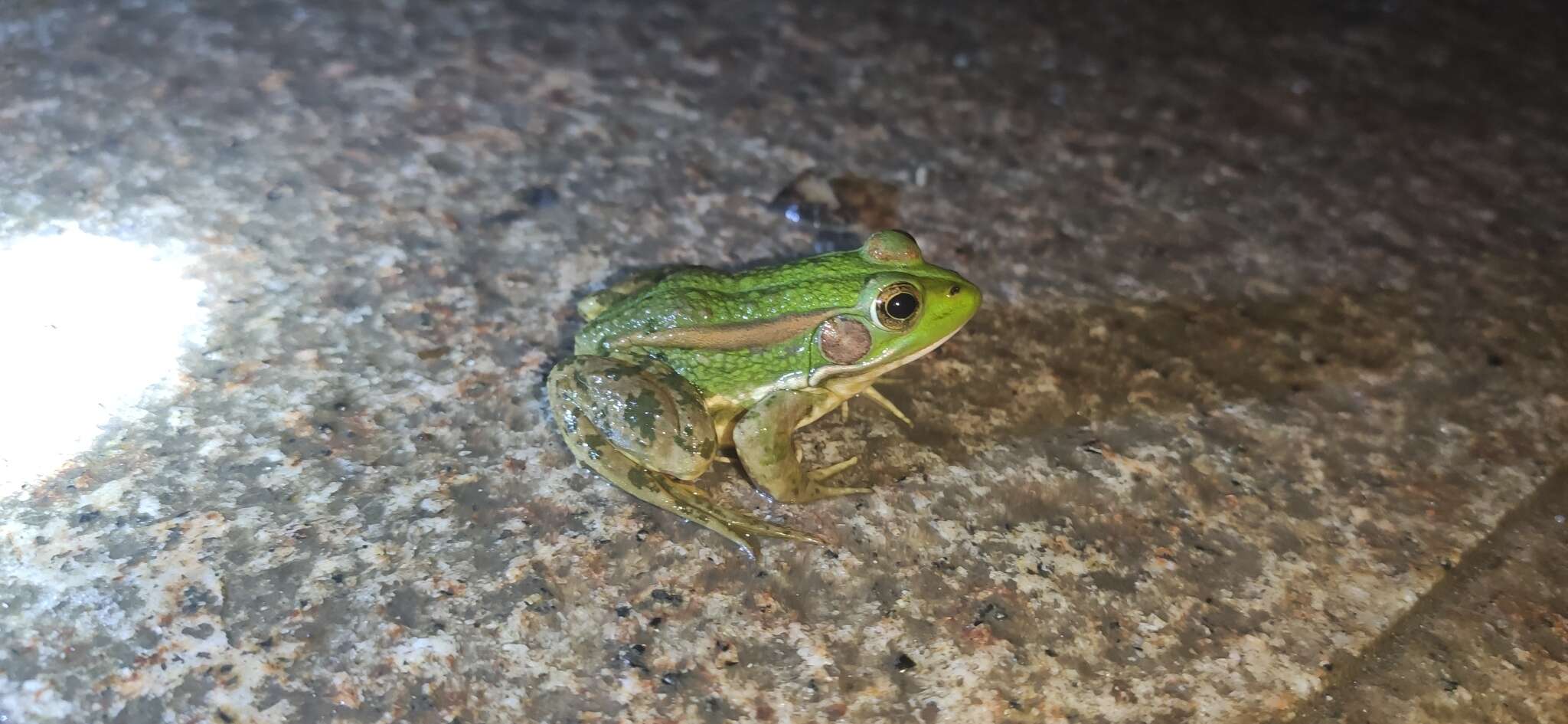 Image of Beijing Gold-striped Pond Frog