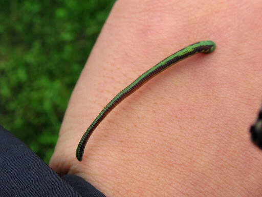 Image of Tiger Leech