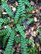 Image of Antarctic hard-fern