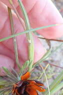 Image of Geissorhiza splendidissima Diels