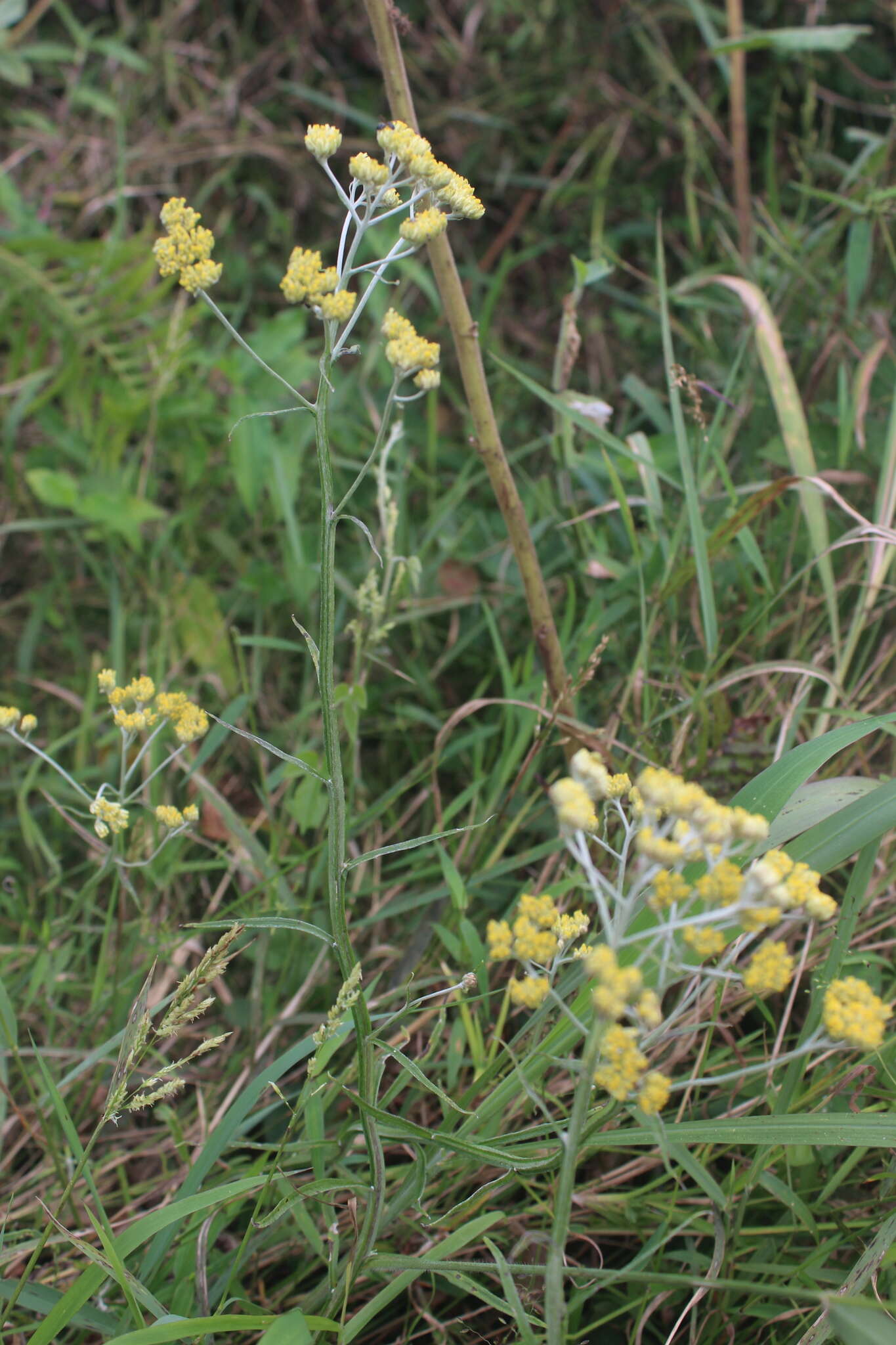 Imagem de Helichrysum natalitium DC.