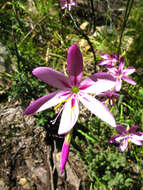 Image of Geissorhiza elsiae Goldblatt