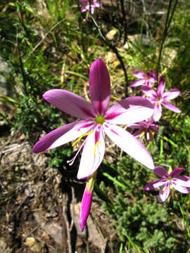 Image of Geissorhiza elsiae Goldblatt