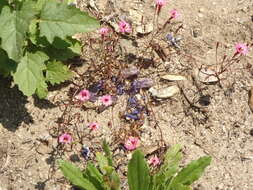 Image of Palomar monkeyflower