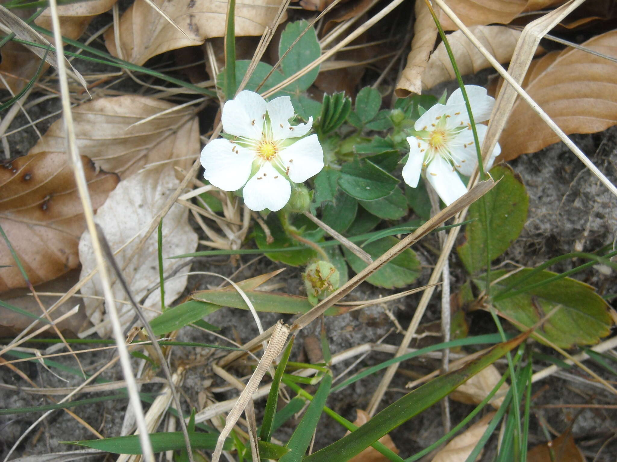 Image of Potentilla montana Brot.