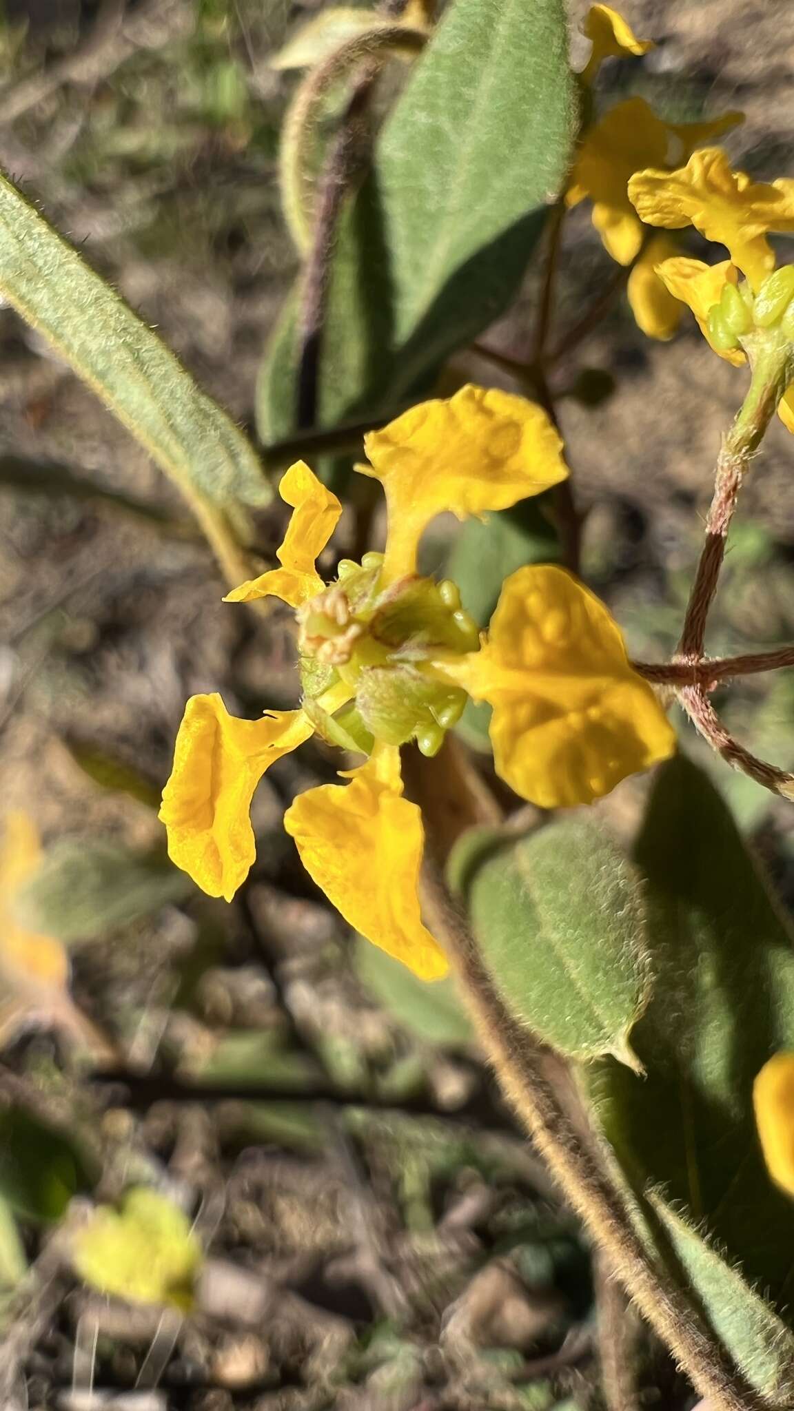 Image of Aspicarpa sericea Griseb.