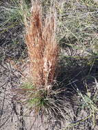 Image of Schizachyrium spicatum (Spreng.) Herter